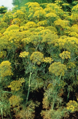 Picture of Dill Fernleaf